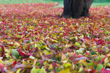 Tree dropped all it's leaves and left a layer on the ground.の写真素材