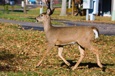 Young Deer running from the noise in the area.の写真素材