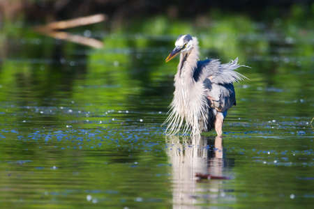 Great Blue Heron working to catch it's next meal.の写真素材