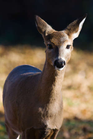 White Tailed Doe Looking into the camera.の写真素材