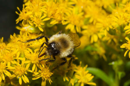 Golden Northern Bumblebee resting on a yellow flower.の写真素材