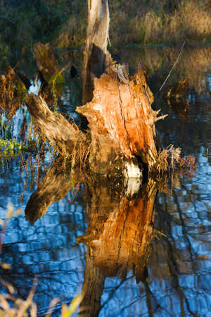Waters reflection of a dry dead-wood stump.の写真素材