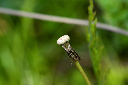 A dead dandelion with no seeds left.の写真素材