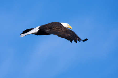 An image of an American Bald Eagle in Flightの写真素材