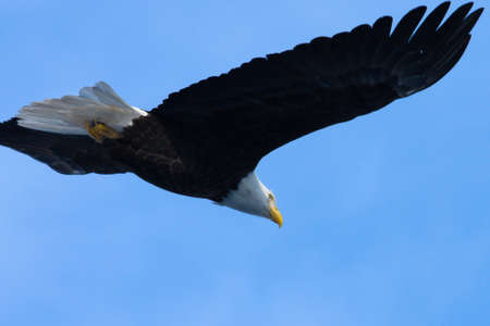 An image of an American Bald Eagle in Flightの写真素材