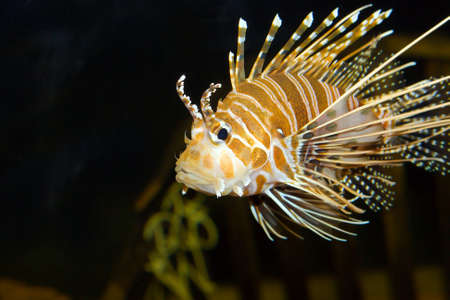 Lion fish swimming by in an aquarium.の写真素材