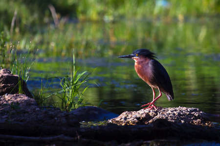 Green Heron (Butorides virescens virescens), standing on a downed log.の写真素材