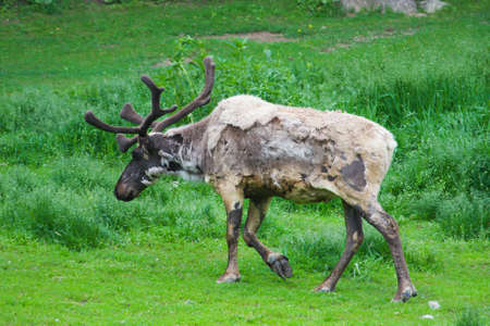 Raindeer taking a stroll in the field.の写真素材