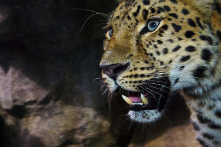 Close up of an Amur Leopard on the prowl.の写真素材