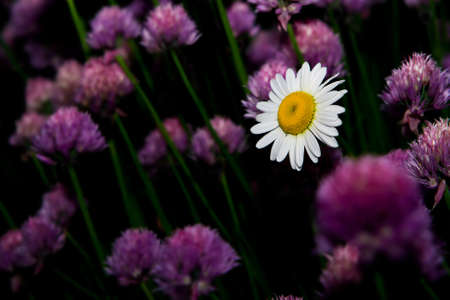 Daisy flower in an ocean of purple.の写真素材