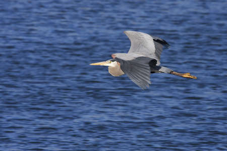 Great Blue Heron Flying over a lake.の写真素材