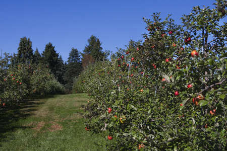 Apple Orchard full of ripened apples.