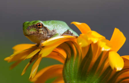 Immature gray tree frog sitting on a daisy.の写真素材