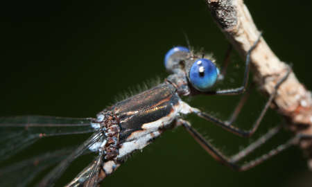Close-up of a blue Damselfly on a twig.の写真素材