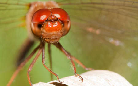 Close-up of a red dragonfly. Big eyes.の写真素材