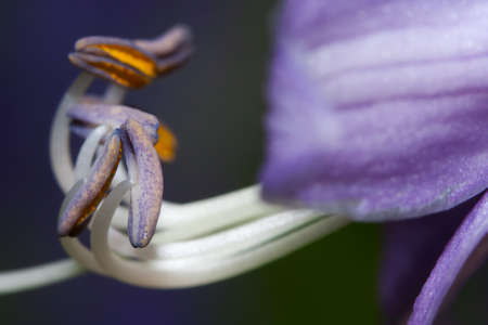 Close up of a Purple and White Stamen.の写真素材