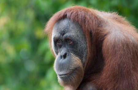 Orangutan looks over the croud at the local zoo.の写真素材