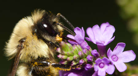 Golden Northern Bumblebee full of pollen on a purple flower.の写真素材