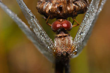Close up of a perched common darter dragonfly.の写真素材