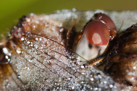 Close up of a perched common darter dragonfly.の写真素材