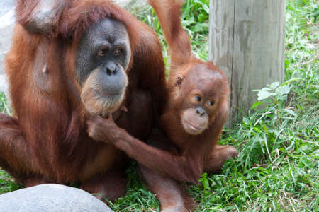 Mother and Baby Orangutan play together and having fun.