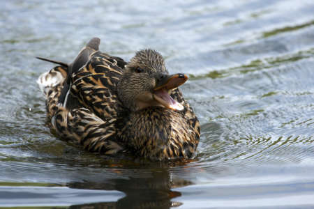 Female Mallard swimming in a local pond.の写真素材