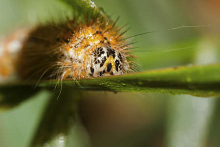 Arctia caja larva Caterpillar crawls along a branch.