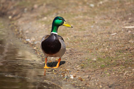 Mallard sunning on the edge of a pondの写真素材