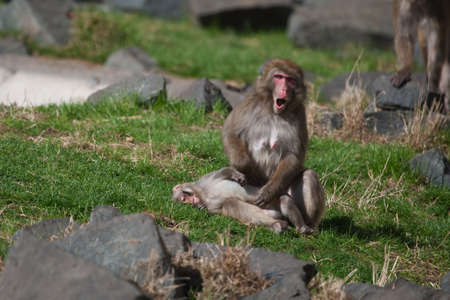 Macaque  Snow  Monkey