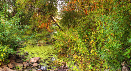 An HDR landscape of a forest and pond の写真素材