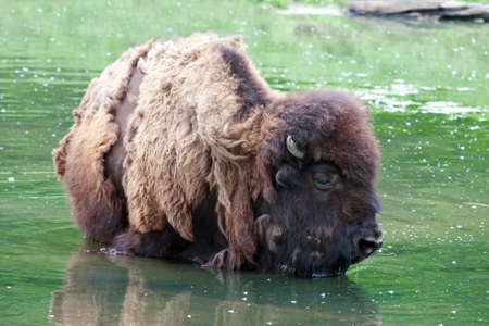 Bison wading chest high in a pond.の写真素材
