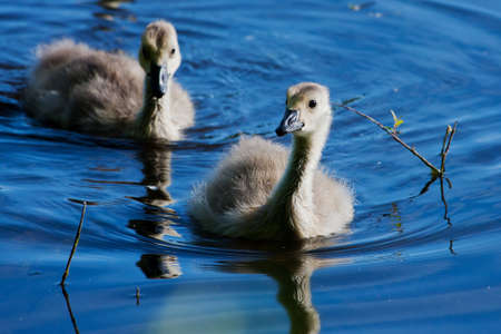 Portrait of a pair small goslings swimming.の写真素材