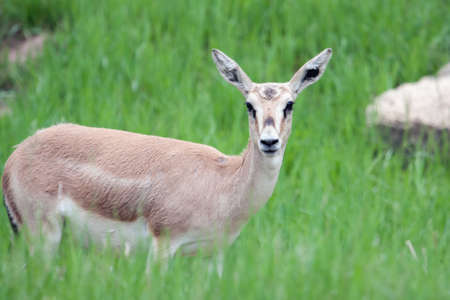 Thomson's gazelle female on high alert in the grass.