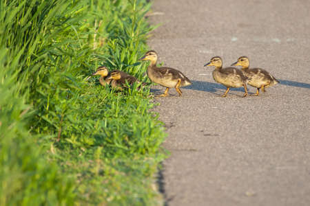 Canada Geese goslings walking in the grass の写真素材