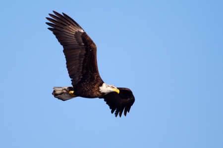 American Bald Eagle flying against a blue sky 