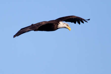 American Bald Eagle flying against a blue sky 