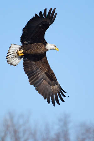 American Bald Eagle flying against a blue sky 