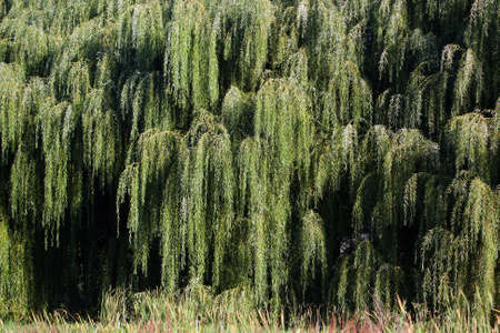 Weeping willow tree branches and leaves hanging down.の写真素材