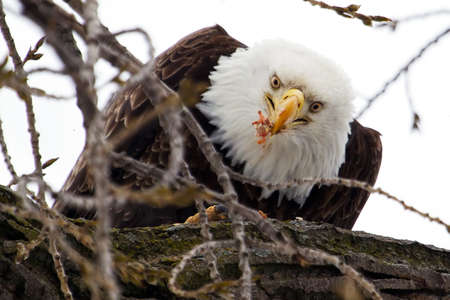 American Bald Eagle perched in a tree eating.