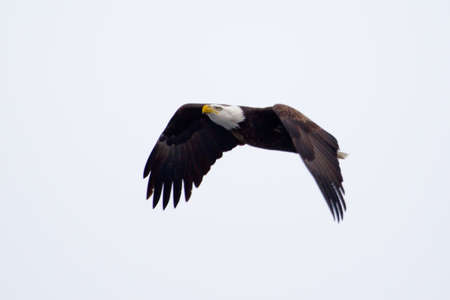 American Bald Eagle flying against a blue sky の写真素材