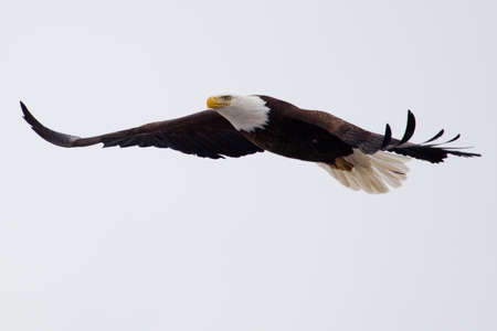 American Bald Eagle flying against a blue sky 