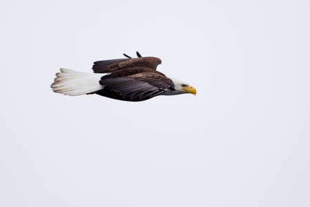 American Bald Eagle flying close to the ground 