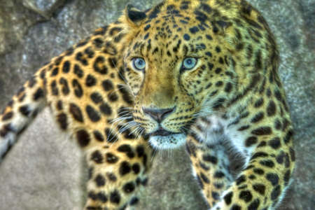Amur Leopard on the prowl and looking intense in High Dynamic Range hdr 