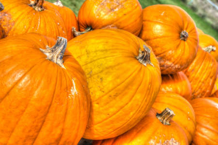 Pumpkins lines up during the Halloween and Thanksgiving Holiday in HDR High Dynamic Rangeの写真素材
