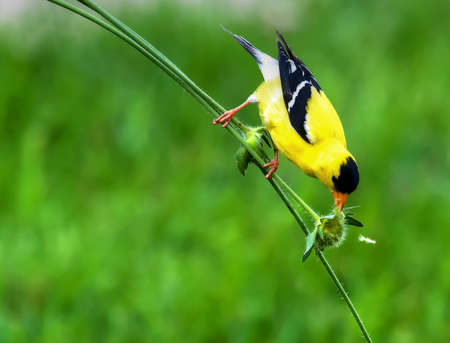 This Goldfinch stretched big for a bite to eat in High Dynamic Rangeの写真素材