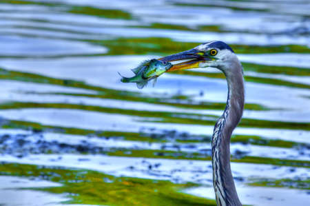 Bluegill gets Caught by a Great Blue Heron in High Dynamic Range の写真素材