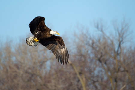 An image of an American Bald Eagle in Flight.