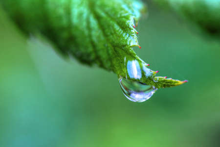 One dew drop holds on to a leaf in High Dynamic Rangeの写真素材