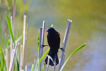 Red Winged Blackbird perched on Cat Tail の写真素材