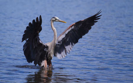 Great Blue Heron fishing in a pond